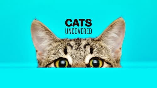 Cat Watch 2014: The New Horizon Experiment still
