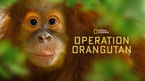 Operation Orangutan still