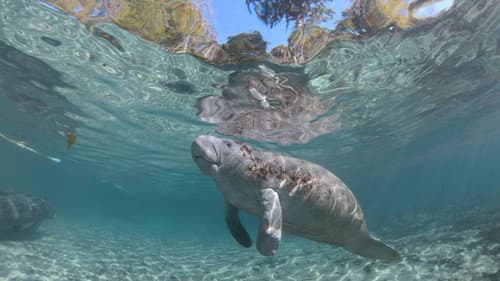 Hamilton's Journey - Manatees in a New Light still