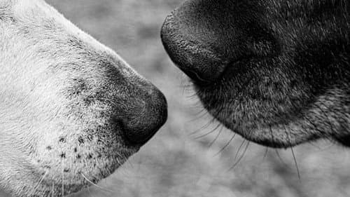 Old Friends: A Dogumentary still