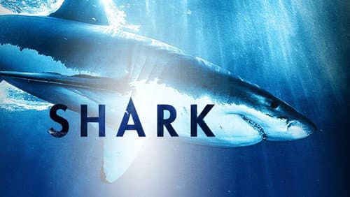 Shark still