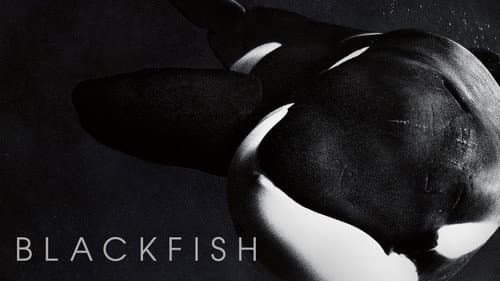 Blackfish still