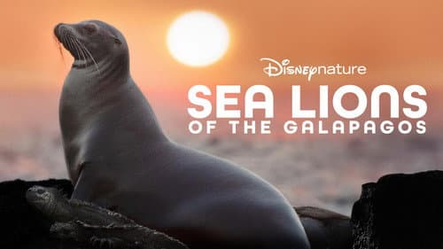 Sea Lions of the Galapagos still