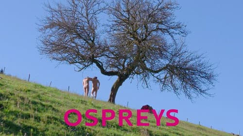 Ospreys still