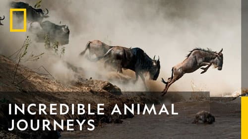Incredible Animal Journeys still