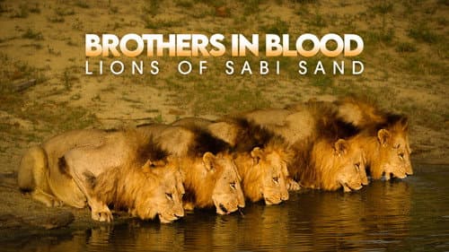 Brothers in Blood: The Lions of Sabi Sand still