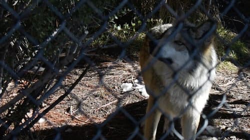The First Canines still