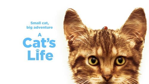 A Cat's Life still