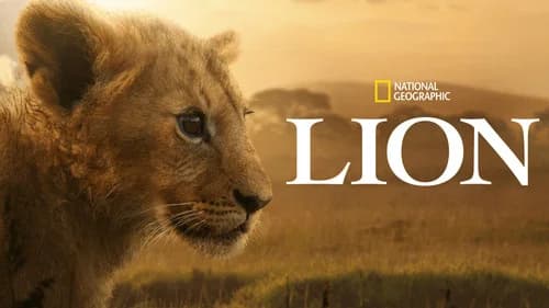 Lion still
