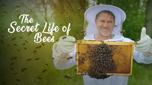 The Secret Life of Bees still