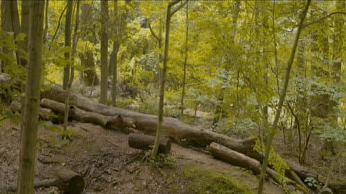 Eaglehood still