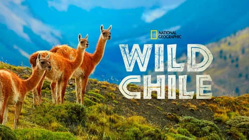 Wild Chile still