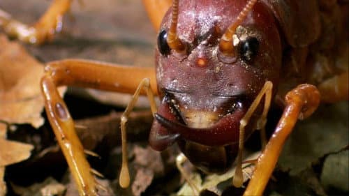 The World's Biggest and Baddest Bugs still
