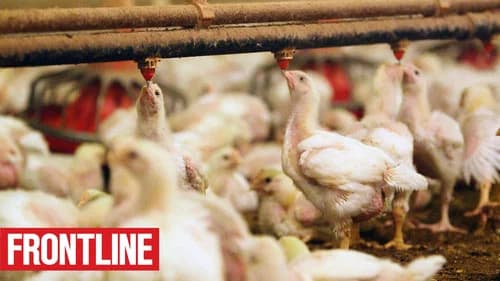 The Trouble with Antibiotics still