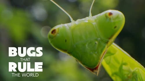 Bugs That Rule the World still