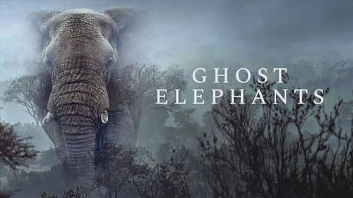 Ghost Elephants still