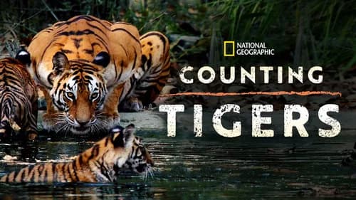 Counting Tigers still