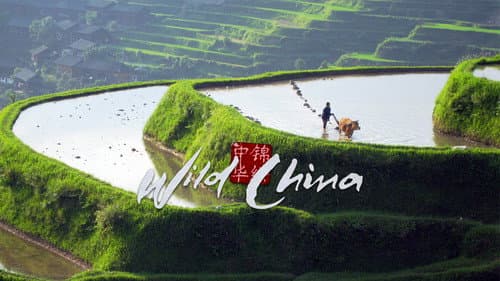 Wild China still