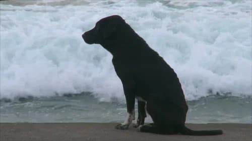Bali: Island of the Dogs still