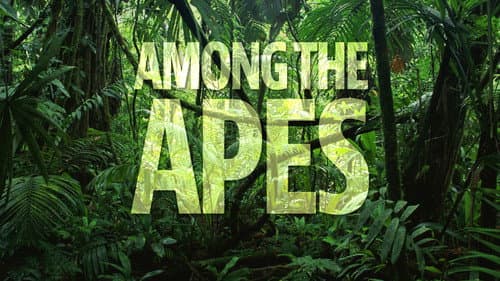 Among the Apes still