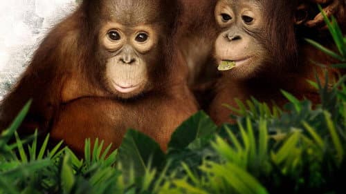Orangutan Jungle School still