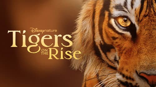 Tigers on the Rise still