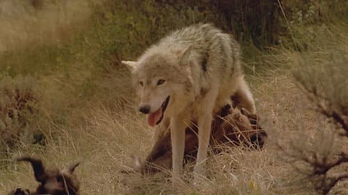Wolves still