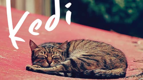 Kedi still