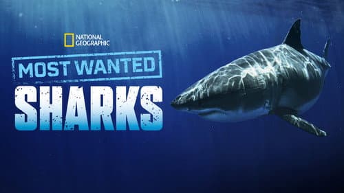 Most Wanted Sharks still