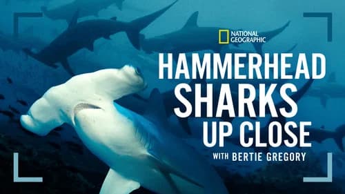 Hammerhead Sharks Up Close with Bertie Gregory still