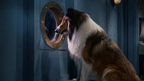 Lassie, the Voyager still