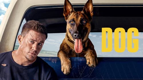 Dog still