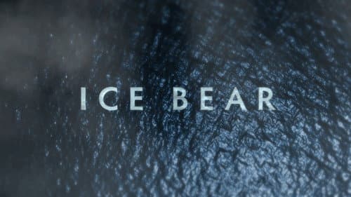 Polar Bears: Ice Bear still
