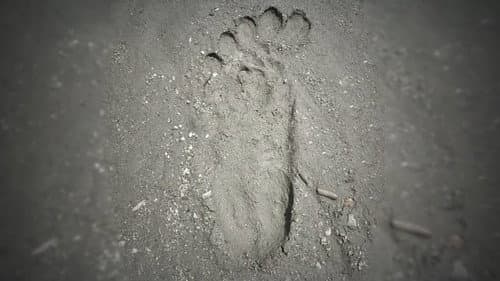 A Flash of Beauty: Bigfoot Revealed still