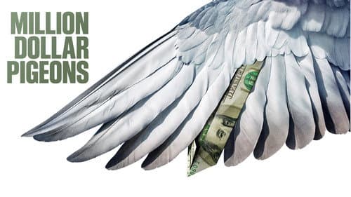 Million Dollar Pigeons still