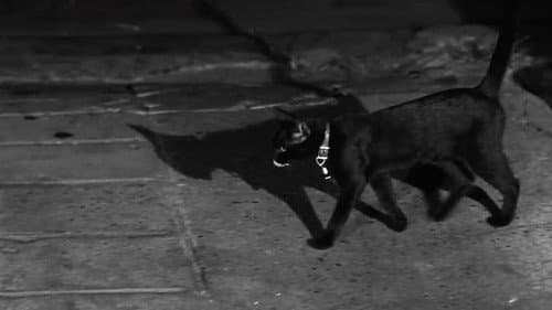 The Fat Black Pussycat still