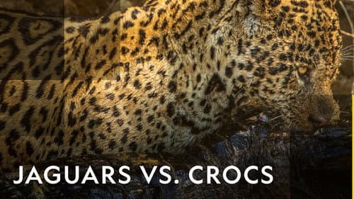 Jaguar vs. Croc still