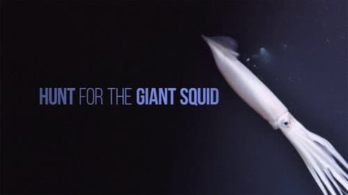 Hunt For The Giant Squid still