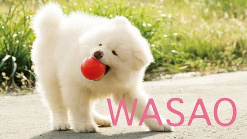 Wasao still