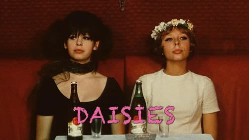 Daisies still