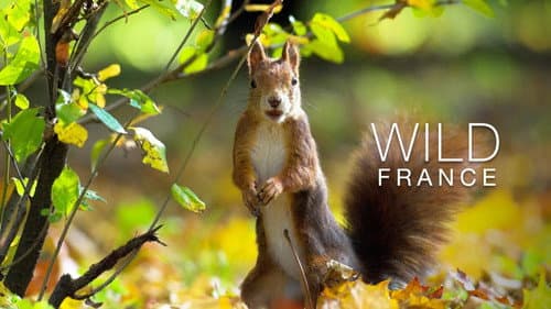 Wild France still