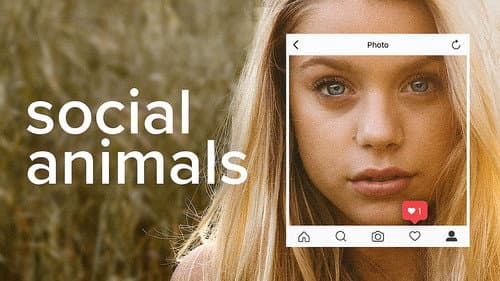 Social Animals still