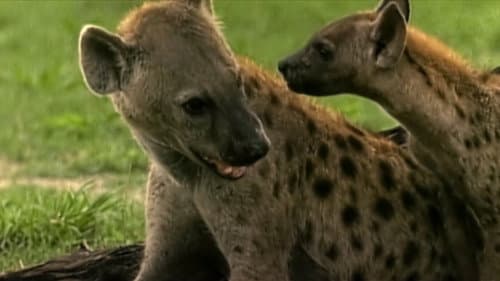 Eternal Enemies: Lions and Hyenas still