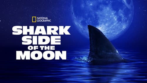 Shark Side of the Moon still