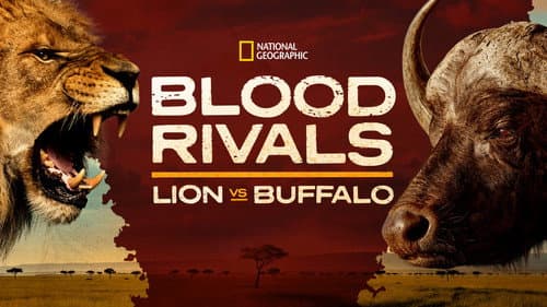 Blood Rivals: Lion vs Buffalo still