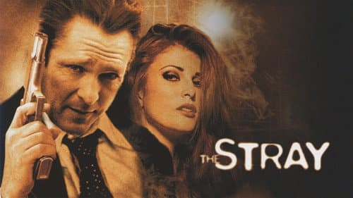 The Stray still