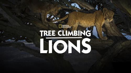 Tree Climbing Lions still
