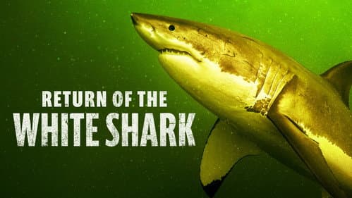 Return of the White Shark still
