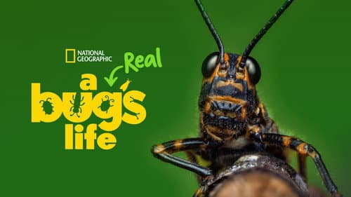 A Real Bug's Life still