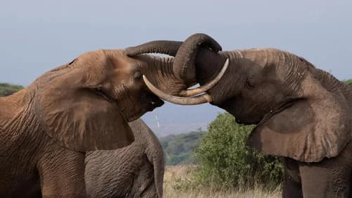 Tusker: Brotherhood of Elephants still